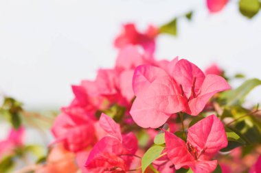 Arka planda çiçek açan bougainvillea 'nın yakın plan çekimi