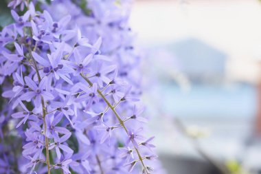 Bahçedeki bir ağaçta mor buket. Mesaj için yer var..