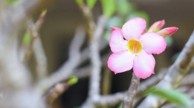 Doğa parkındaki renkli bir bahçede pembe açelya çiçekleri.