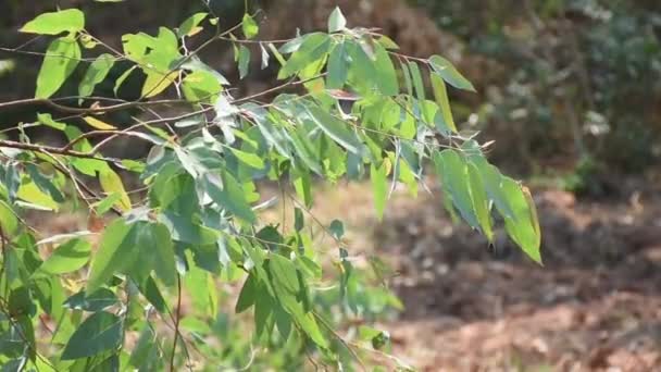유칼립투스 나뭇잎을 바람의 — 비디오