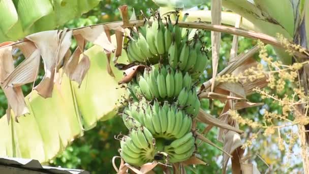 Close Wind Blowing Bunch Bananas Backyard — Stock Video
