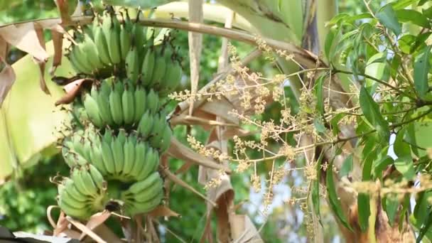 Rüzgâr Esiyor Mango Çiçekleri Bir Demet Muz — Stok video