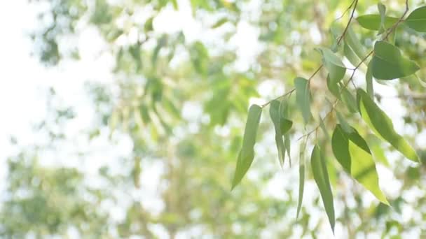 ユーカリの葉を吹く風のクローズアップ — ストック動画