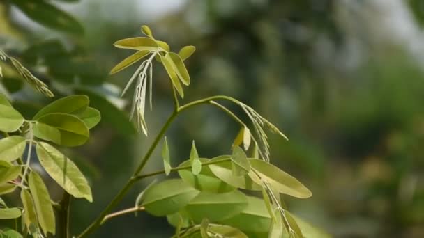 Vento Soffia Sulla Cima Della Cassia Siamese — Video Stock