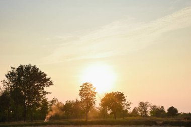 Ormanda dumanla gün batımı ağacın gölgesinde.