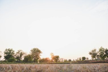 günbatımında pirinç tarlası ve gökyüzü portakal ışığı ve ağaçların gölgesi