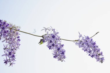 Bahçedeki bir ağaçta mor buket. Mesaj için yer var..