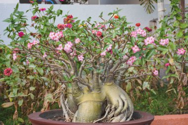 Parlak renkli bahçede pembe açelyalar.