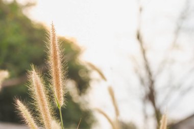 Pennisetum 'un güzel akşam güneşiyle yakın çekimi.