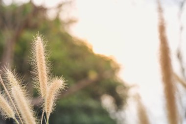 Pennisetum 'un güzel akşam güneşiyle yakın çekimi.