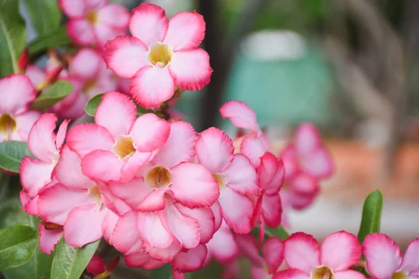 Fleurs Azalée Roses Dans Jardin Coloré Dans Parc Naturel — Photo