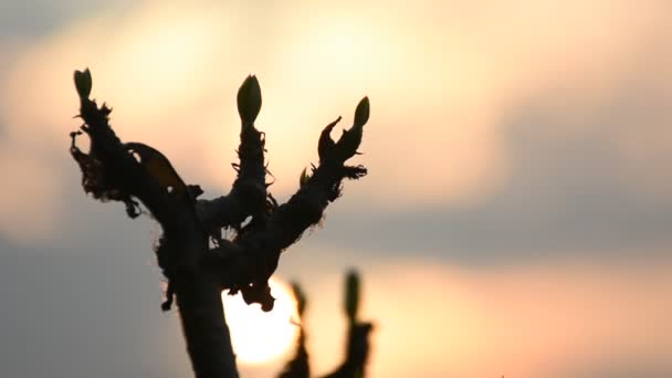 Shadow Adenium Sunset — Stock Video