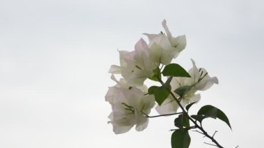 bougainvillea çiçeğinin yakın çekim videosu