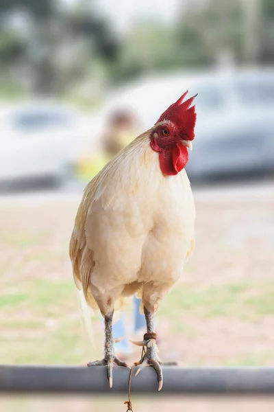 Pollos Blancos Puesto Granja Barandillas Hierro —  Fotos de Stock