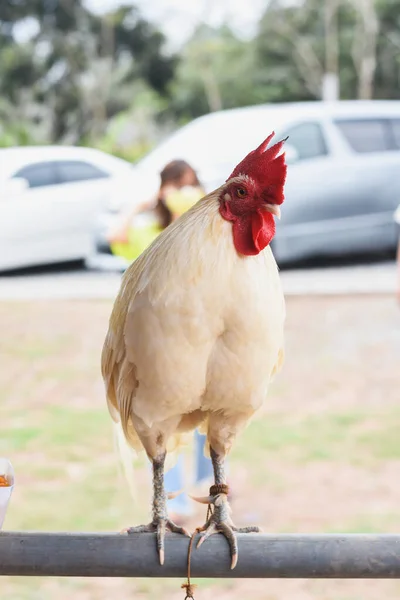 Weiße Hühner Auf Dem Hof Stehen Auf Eisernem Geländer — Stockfoto