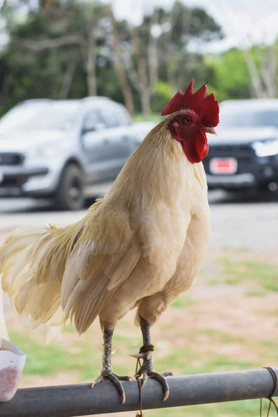 Çiftlikteki Beyaz Tavuklar Demir Parmaklıkların Üzerinde Duruyor — Stok fotoğraf