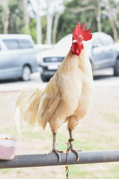 Weiße Hühner Auf Dem Hof Stehen Auf Eisernem Geländer — Stockfoto