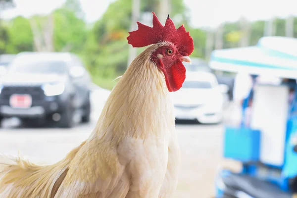 Primer Plano Foto Los Pollos Granja — Foto de Stock