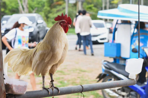 Weiße Hühner Auf Dem Hof Stehen Auf Eisernem Geländer — Stockfoto