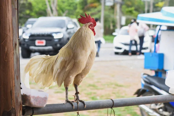 Pollos Blancos Puesto Granja Barandillas Hierro — Foto de Stock