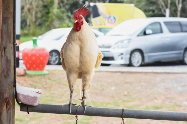 Poulets Blancs Dans Stand Ferme Sur Des Balustrades Fer — Photo