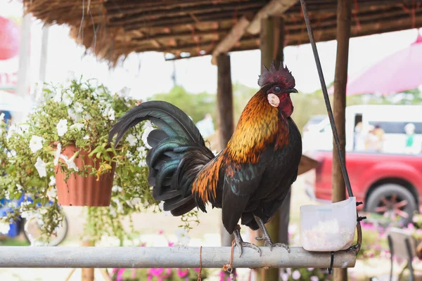 Gallo Una Granja Está Sobre Una Barandilla Hierro — Foto de Stock