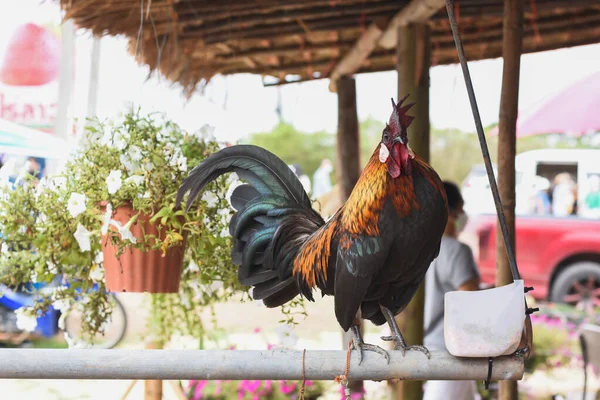 Kohout Farmě Stojí Železném Zábradlí — Stock fotografie