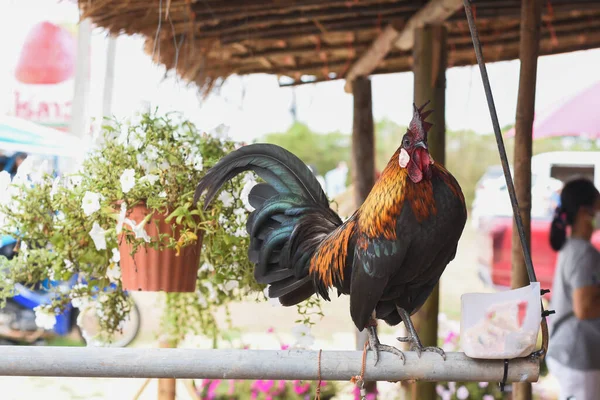 Gallo Una Granja Está Sobre Una Barandilla Hierro — Foto de Stock