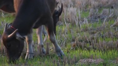 Bufalo yazın akşamları tarlalarda otlar..