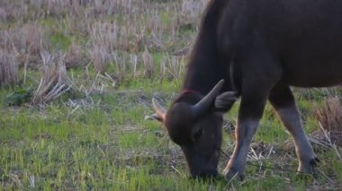 Bufalo yazın akşamları tarlalarda otlar..