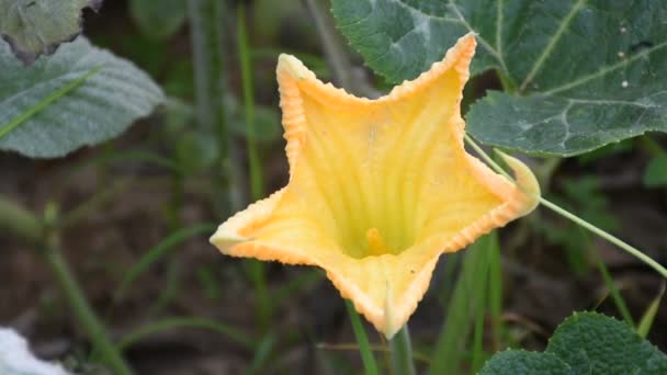 Flores Calabaza Amarillas Jardín — Vídeo de stock