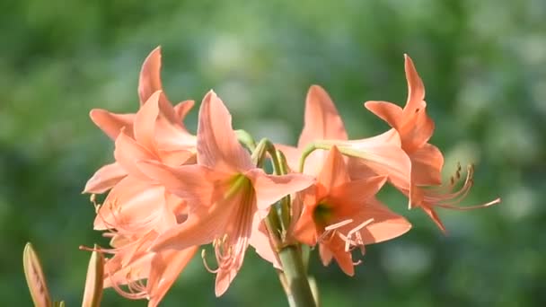 Felgekleurde Bloemen Werden Geblazen Door Wind Vaste Planten Tuin — Stockvideo