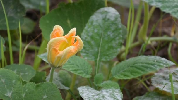 庭の黄色いカボチャの花 — ストック動画
