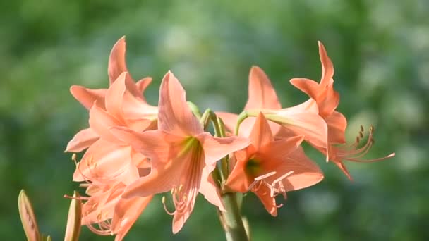 Felgekleurde Bloemen Werden Geblazen Door Wind Vaste Planten Tuin — Stockvideo