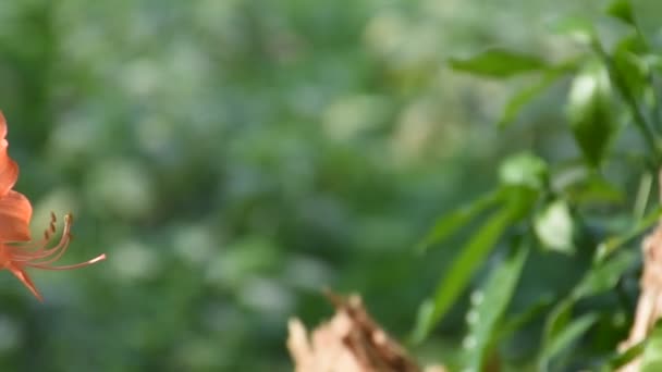 Die Bunten Blumen Wurden Vom Wind Verweht Stauden Garten — Stockvideo