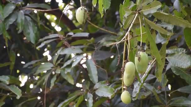 Viento Sopla Los Mangos Jóvenes — Vídeos de Stock