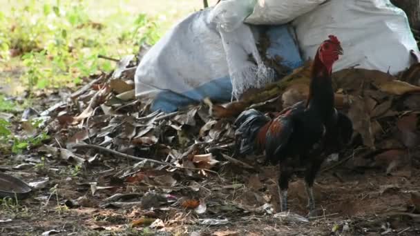 Los Pollos Están Buscando Comida — Vídeo de stock
