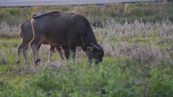 Buffalo Grazes Fields Evening Summer — Stock Video