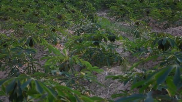 Cassava Por Noche — Vídeo de stock
