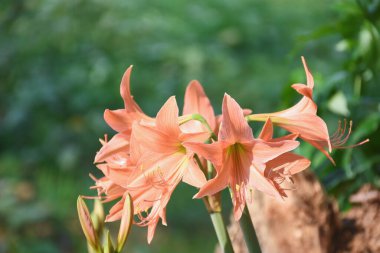 Bahçedeki portakal çiçekleri