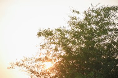 Bambu ormanı güneşin üzerinde büyüyor.