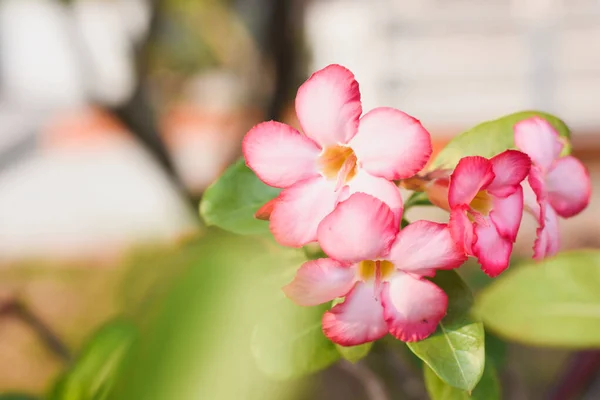 Flores Azáleas Rosa Jardim Colorido Parque Natural — Fotografia de Stock