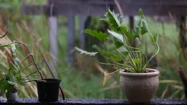 Keladi Tikus Typhonium Flagelliforme Rain — Vídeo de stock