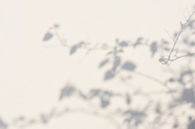 Ormanda parlayan güneşin gölgesi