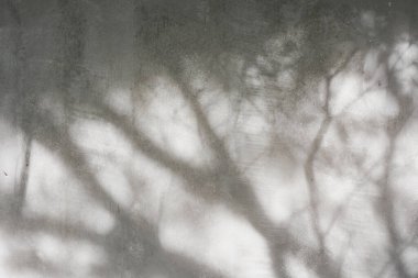 Ormanda parlayan güneşin gölgesi