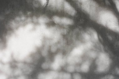 Ormanda parlayan güneşin gölgesi