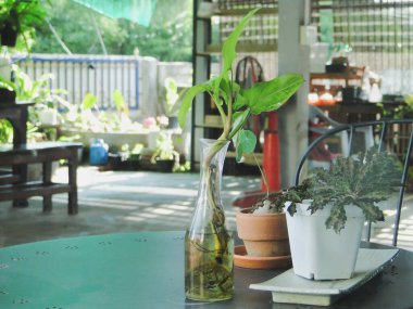 Kahve dükkanındaki bir masanın üstündeki vazoda bitkiler, dükkandaki sıcak bir atmosfer. Bu mesaj için.