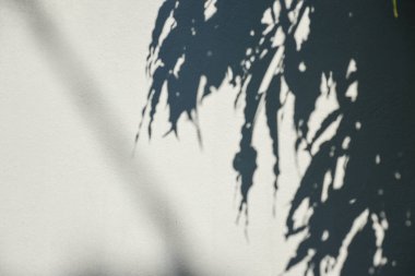 Ormanda parlayan güneşin gölgesi