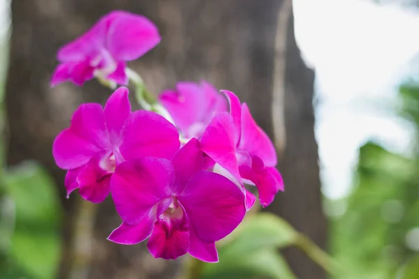 Orchidées Violettes Belle Lumière Soleil Dans Une Belle Soirée — Photo