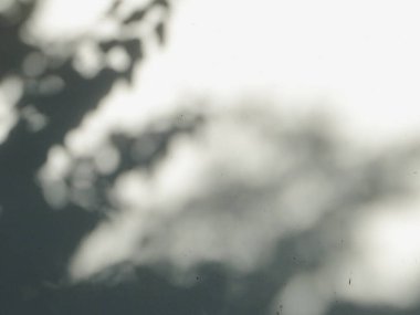 Ormanda parlayan güneşin gölgesi